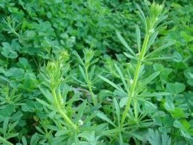 Cleavers