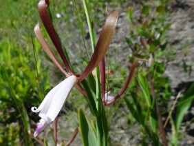 Cleistes bifaria Small Spreading Pogonia