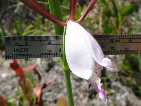 Cleistes bifaria Small Spreading PogoniaCalopogon tuberosus Tuberous Grasspink