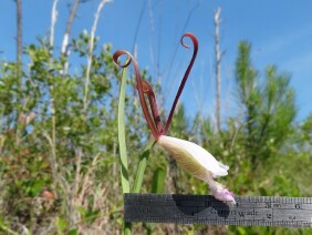 Cleistes bifaria Small Spreading Pogonia