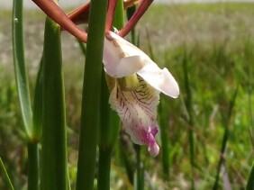 Cleistes bifaria Small Spreading Pogonia