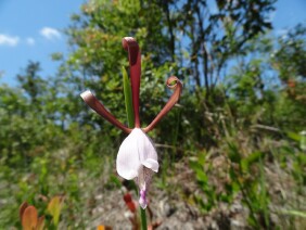 Cleistes bifaria Small Spreading Pogonia