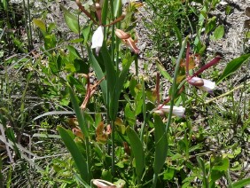 Cleistes bifaria Small Spreading Pogonia