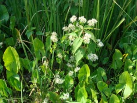 Mikania scandens Climbing Hempweed