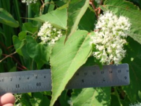 Mikania scandens Climbing Hempweed