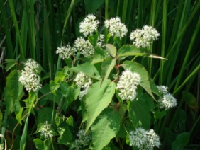 Mikania scandens Climbing Hempweed