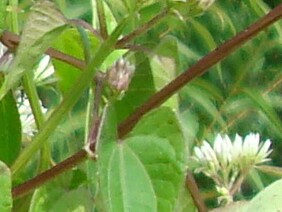 Mikania scandens Climbing Hempweed