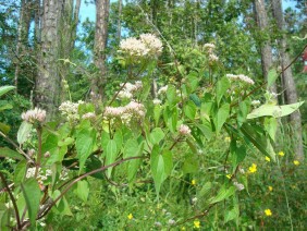 Mikania scandens Climbing Hempweed