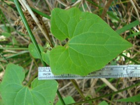 Mikania scandens Climbing Hempweed