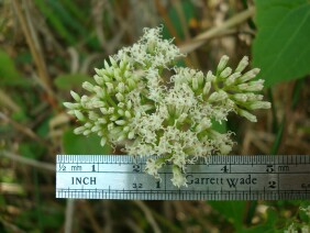 Mikania scandens Climbing Hempweed