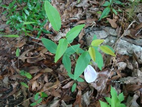 Clitoria mariana, Butterfly Pea, Atlantic Pigeonwings