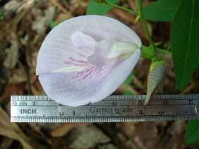 Clitoria mariana, Butterfly Pea, Atlantic Pigeonwings