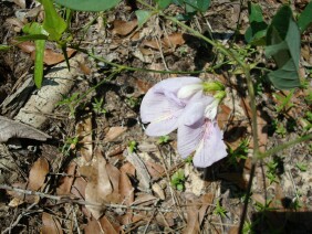 Clitoria mariana, Butterfly Pea, Atlantic Pigeonwings