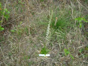 Aletris farinosa Colicroot