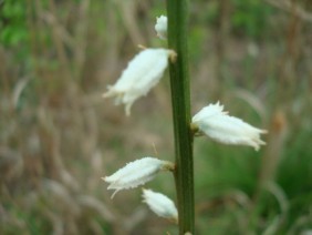 Aletris farinosa Colicroot