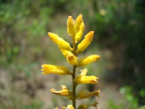 Aletris lutea Yellow Colicroot