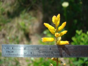 Aletris lutea Yellow Colicroot