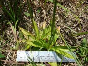 Aletris lutea Yellow Colicroot