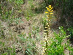 Aletris lutea Yellow Colicroot