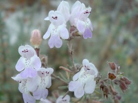 Conradina canescens False Rosemary