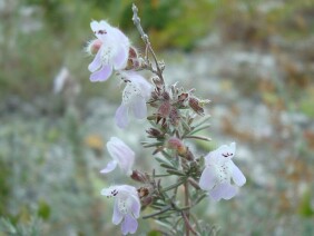 Conradina canescens False Rosemary