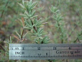 Conradina canescens False Rosemary