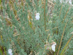 Conradina canescens False Rosemary