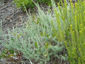 Conradina canescens False Rosemary