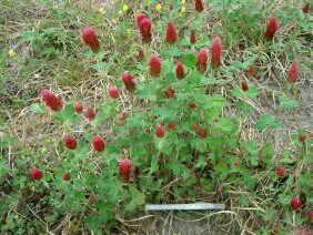 Trifolium incarnatum Crimson Clover