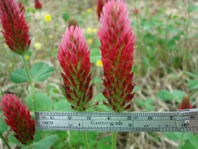 Trifolium incarnatum Crimson Clover