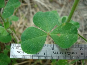 Trifolium incarnatum Crimson Clover