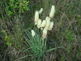 Zigadenus densus Crow Poison