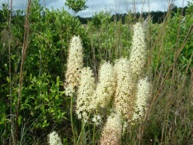 Zigadenus densus Crow Poison