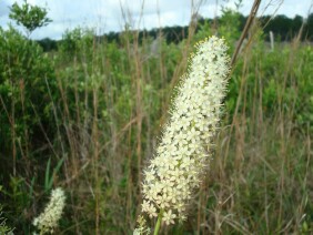 Zigadenus densus Crow Poison