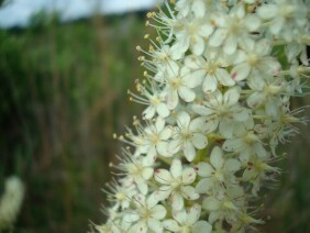 Zigadenus densus Crow Poison