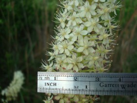 Zigadenus densus Crow Poison