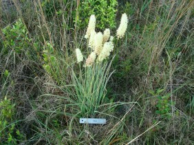 Zigadenus densus Crow Poison