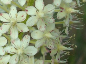 Zigadenus densus Crow Poison