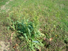 Rumex crispus Curly Dock