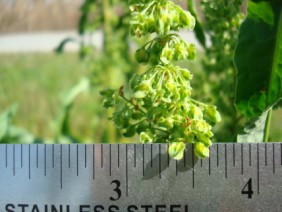 Rumex crispus Curly Dock