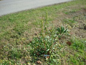 Rumex crispus Curly Dock