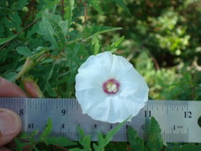 Merremia dissecta Cutleaf Morning Glory