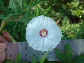 Merremia dissecta Cutleaf Morning Glory