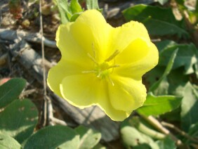 Oenothera laciniata Cutleaf Evening Primrose