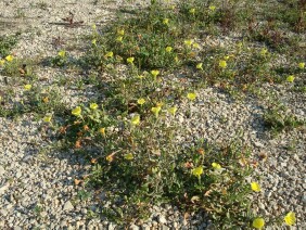 Oenothera laciniata Cutleaf Evening Primrose