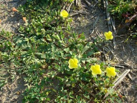 Oenothera laciniata Cutleaf Evening Primrose