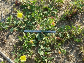 Oenothera laciniata Cutleaf Evening Primrose