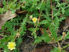 Oenothera laciniata Cutleaf Evening Primrose