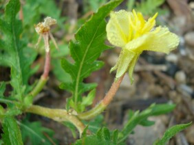 Oenothera laciniata Cutleaf Evening Primrose