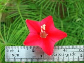 Ipomoea quamoclit Cypress Vine